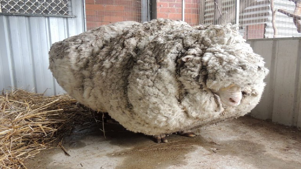 Hikers saw that this neglected sheep could barely stand, so a shelter begged for experts to save him<br>