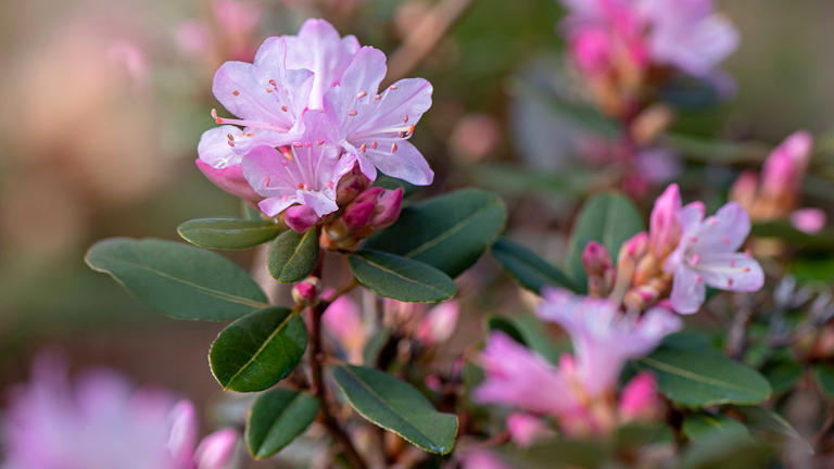 What to do with rhododendron in April – the simple spring tasks that ...