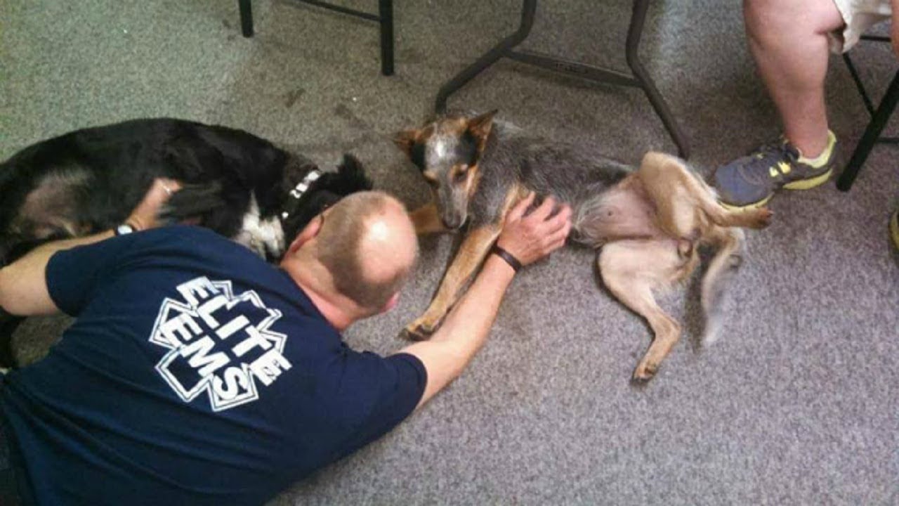Dog who lost her owner in a fire finds the perfect new family