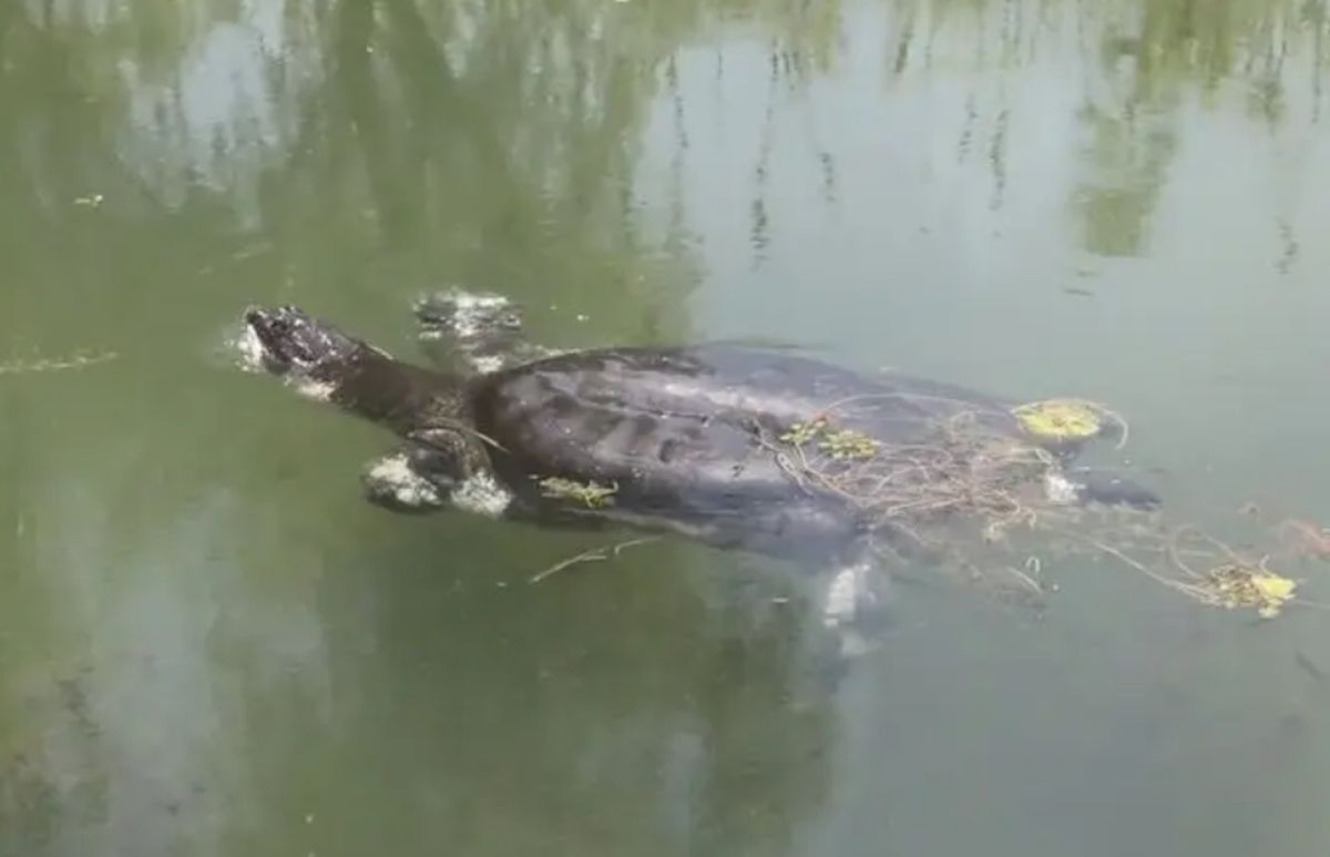 全球最瀕危動物「斑鱉」冬眠後醒來 全中國「僅此一隻」
