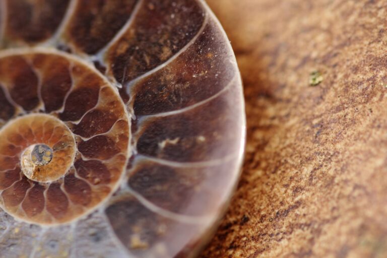 Prehistorisch 'octopus'-fossiel blijkt na analyse geen octopus
