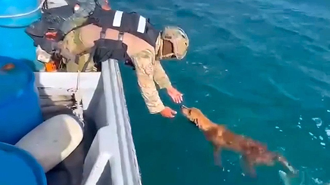 Navy officers rescue dog swimming in the middle of sea off Panama