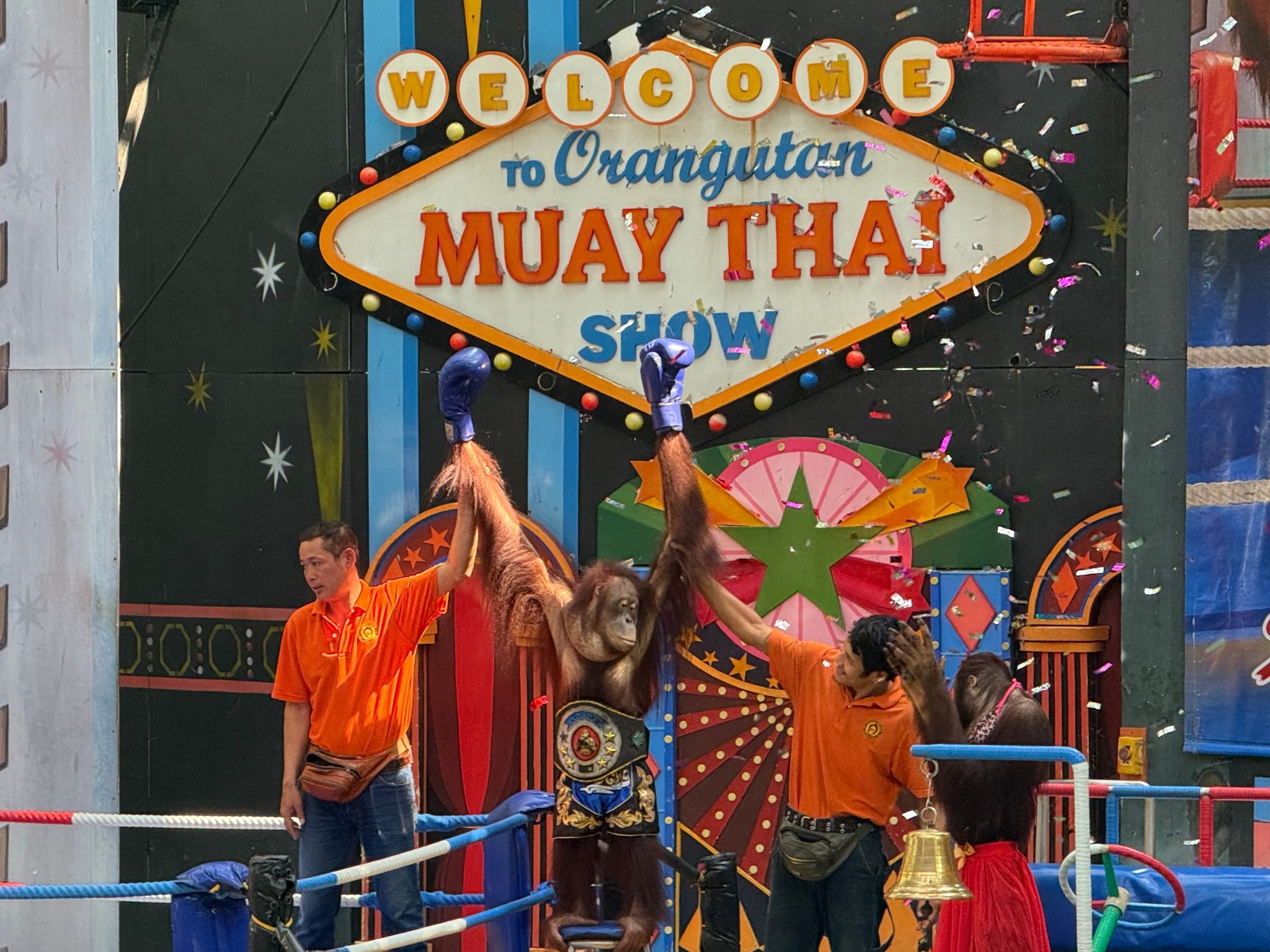 Orangutans forced to box for tourists: The dark side of animal shows