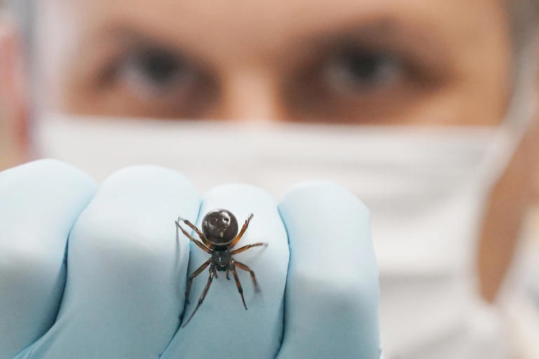 Most dangerous spider in Britain behind rise in hospital admissions
