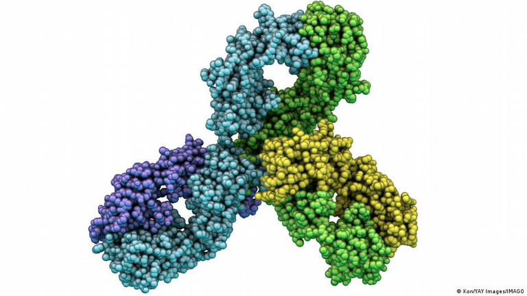 3D molecular model of the immunotherapy antibody