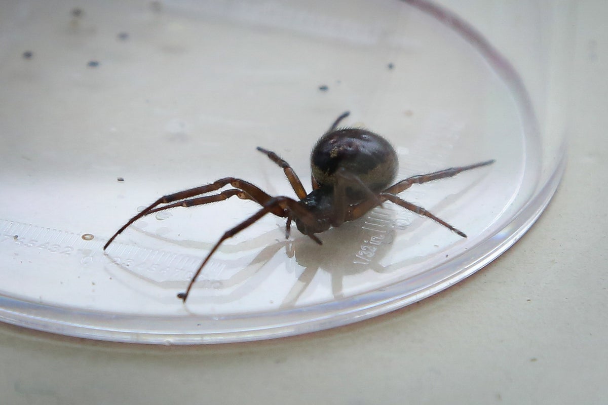 Experts warn of 'explosion' in population of false widow spiders