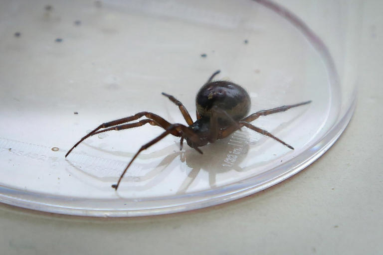 Experts warn of 'explosion' in population of false widow spiders