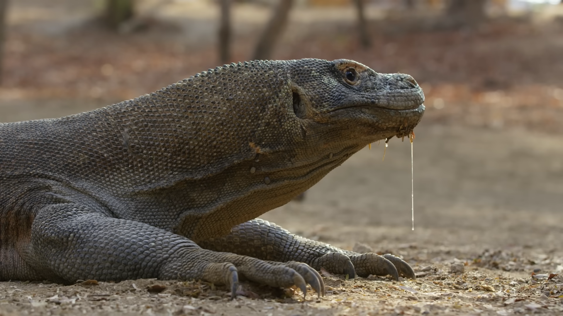 The world’s largest lizard has a killing method scientists can't figure out