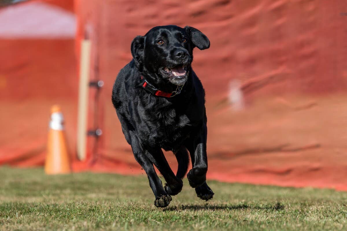 Adorable bat dog wins hearts at Durham Bulls game