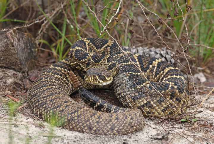 Creatures in America you don't want to cross paths with