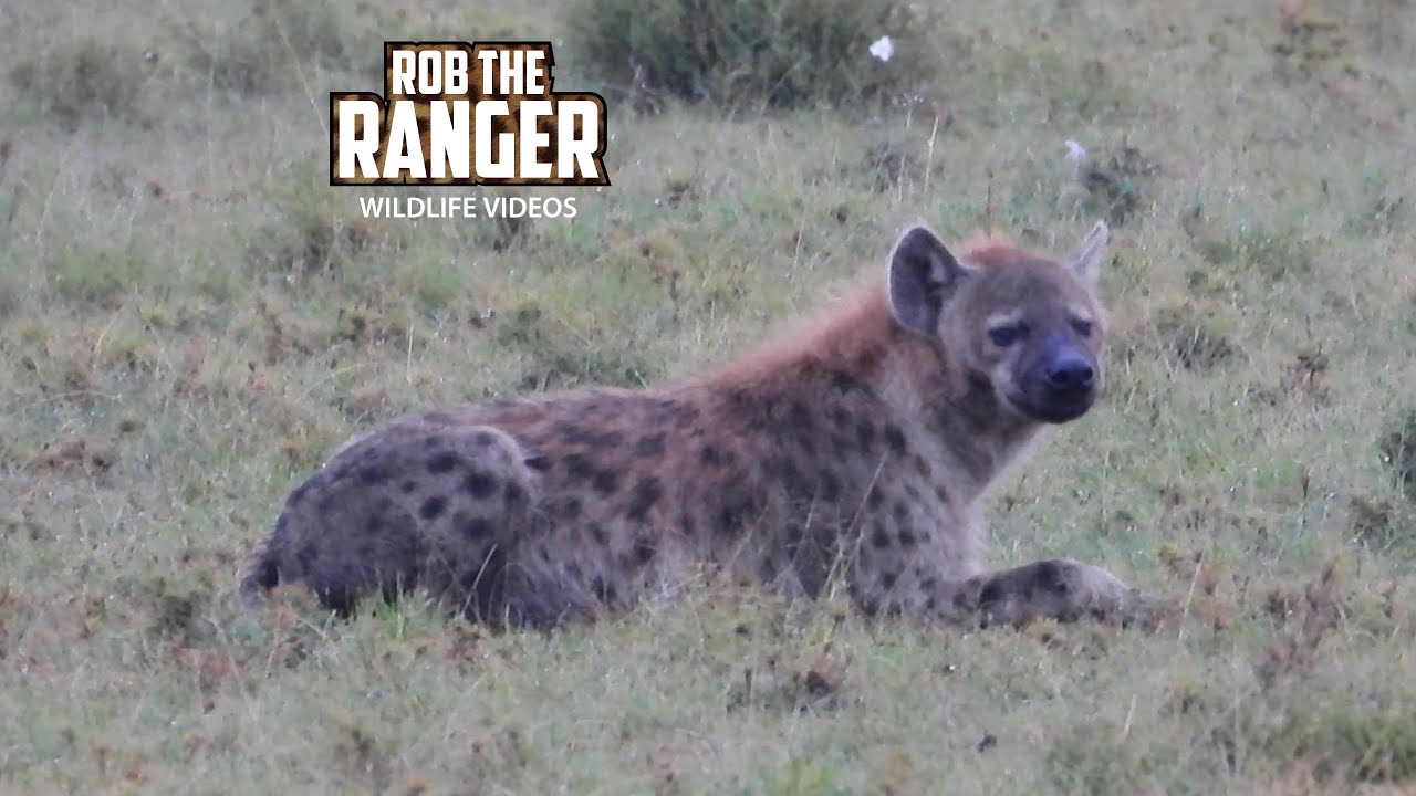 Watching hyenas and storks in the rain