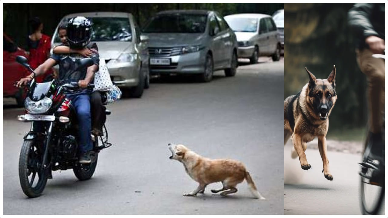 Dogs: కుక్కలు వాహనాల వెనుక ఎందుకు పడతాయో మీకు తెలుసా? అసలు కారణాలు ఇవే!