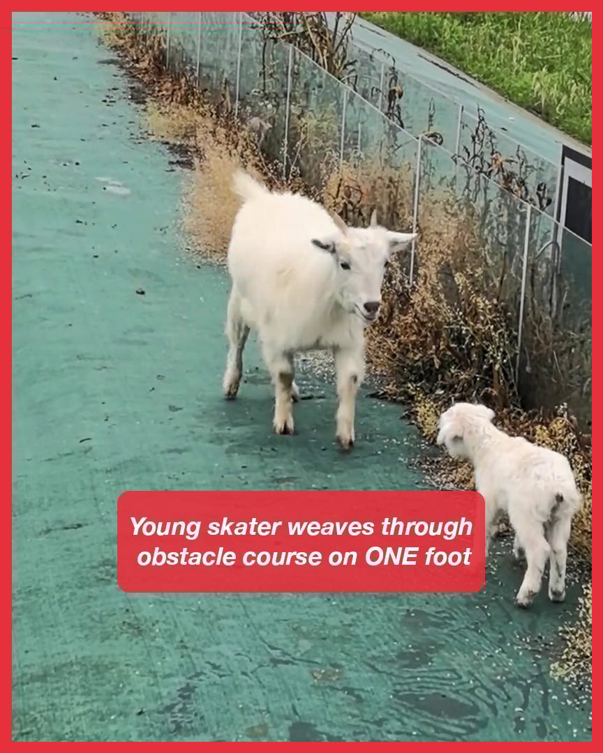 Ewe races across field to reunite with lost lamb after hearing its cries