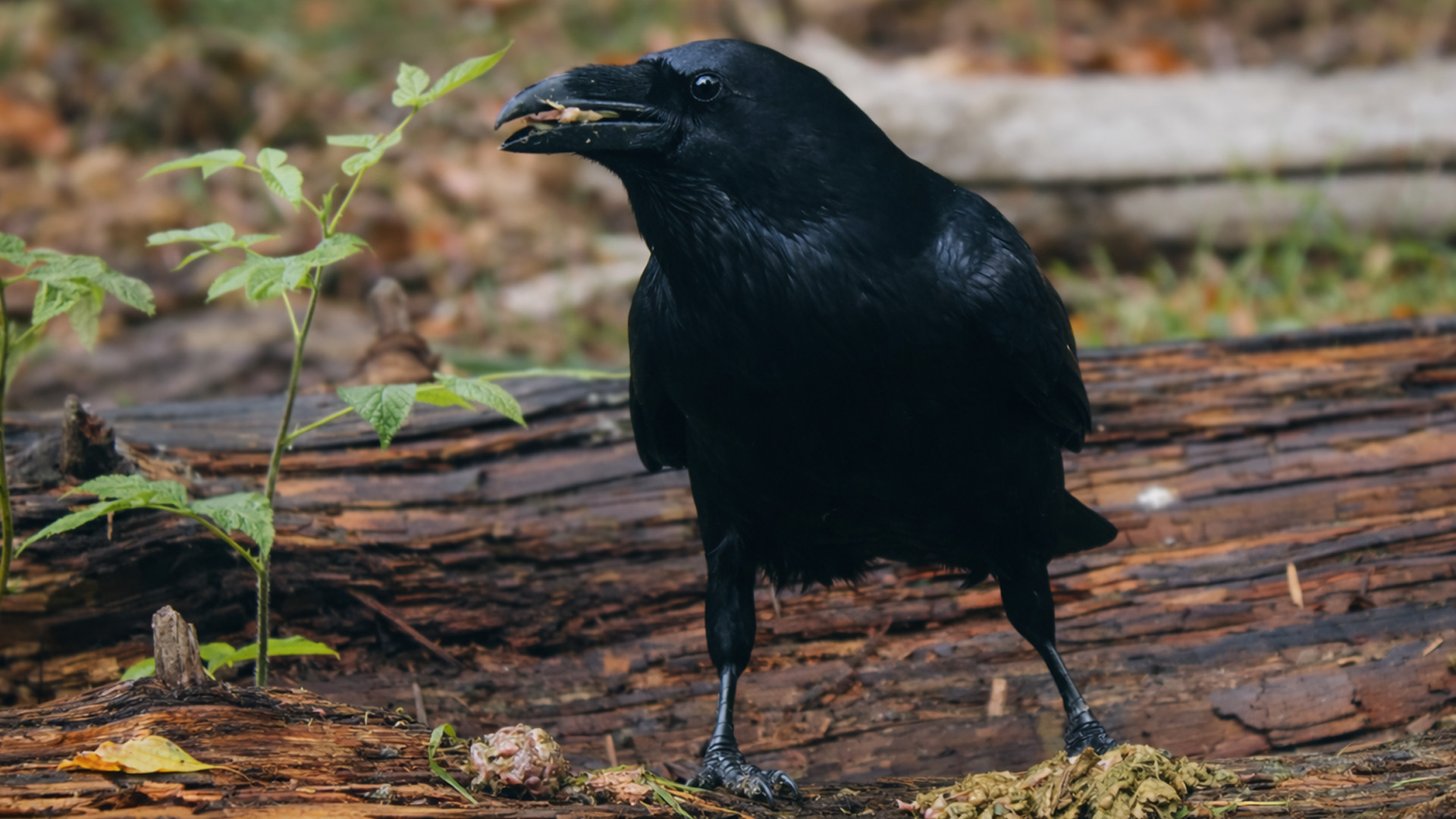 Camera trap shows what happens when this bird finds food