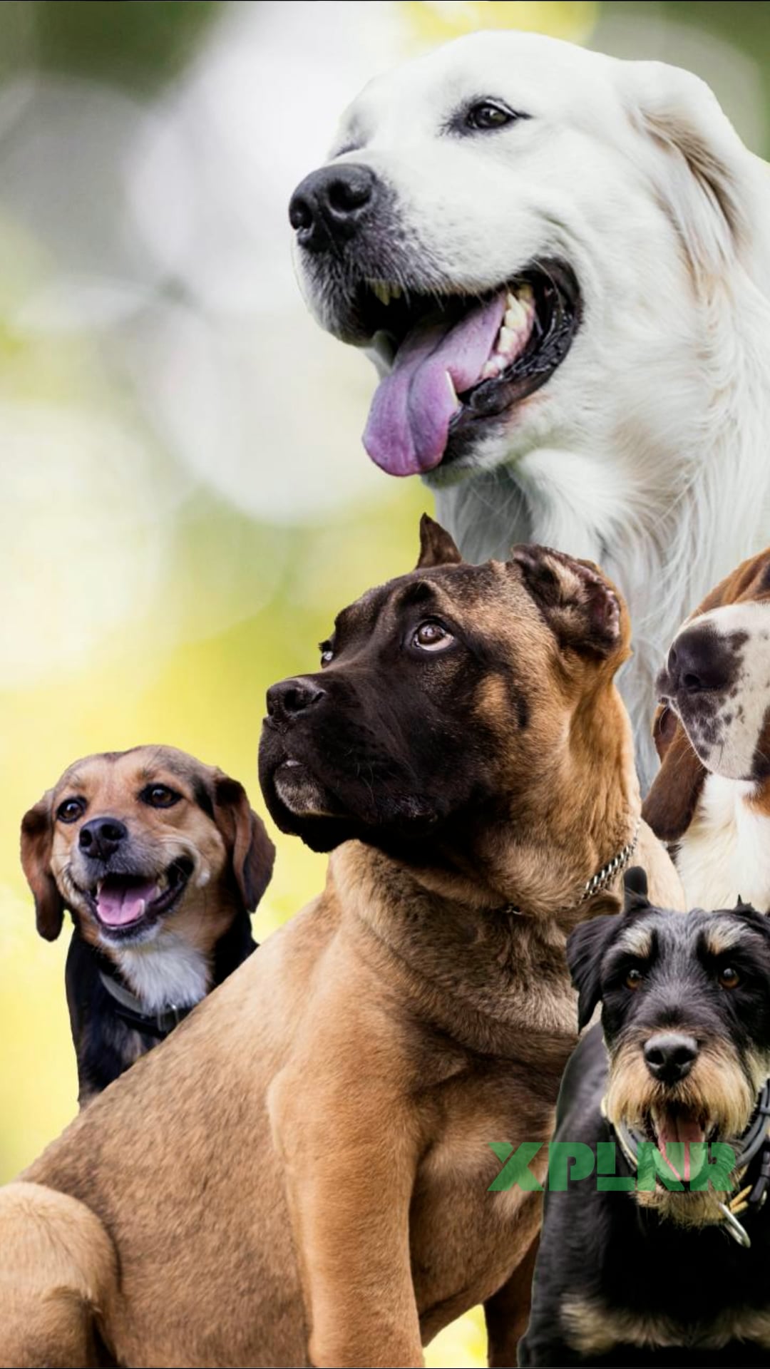 Purebreds vs. mutts: Which dogs are actually healthier?