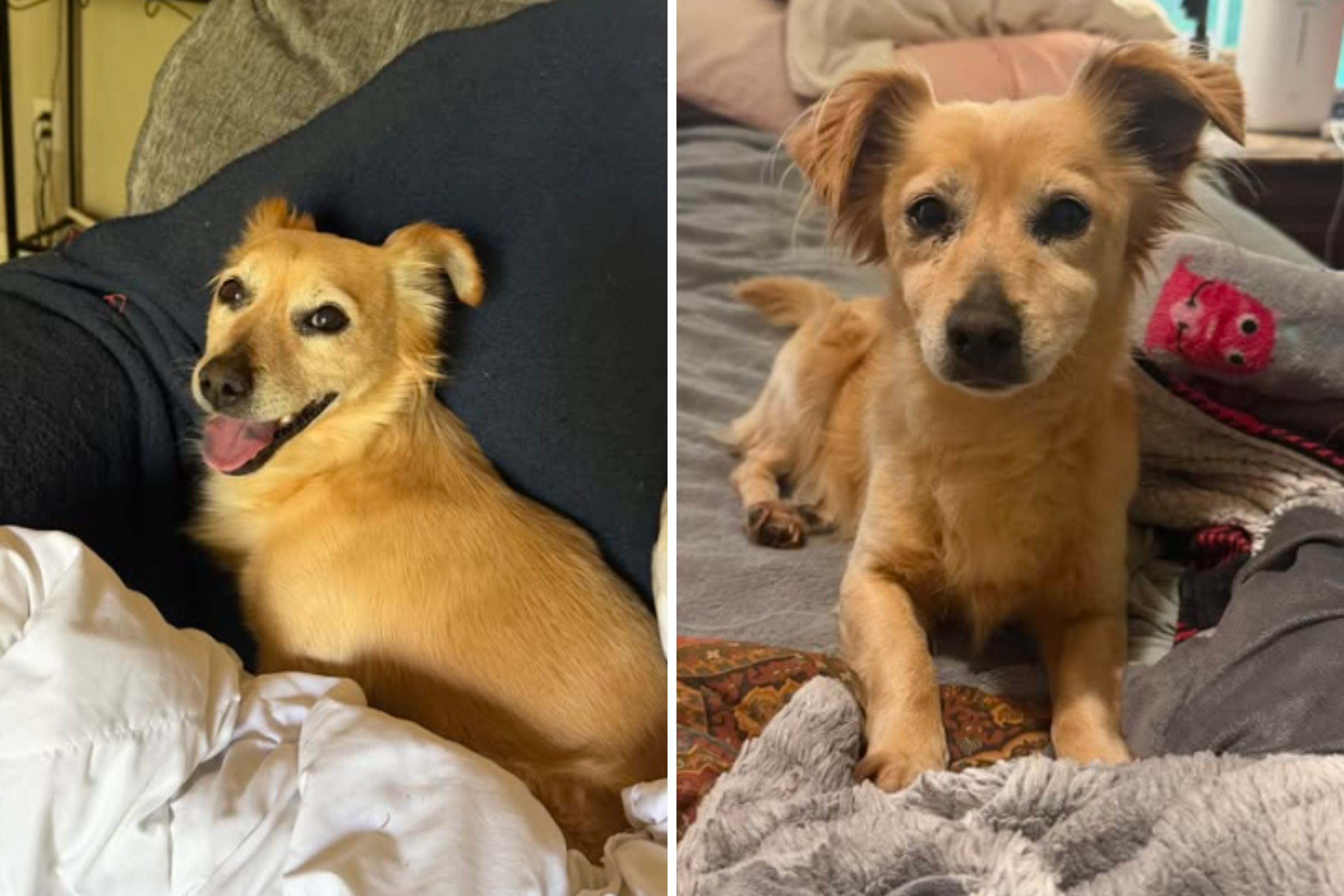 Woman discovers dumped dog—then reveals why she's refusing to find owner