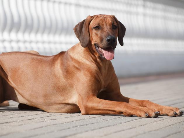 Mutig, stark und zugleich sensibel: Der Rhodesian Ridgeback im ...