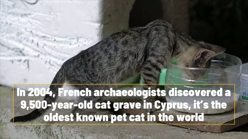 8 fascinating facts you probably didn't know about cats