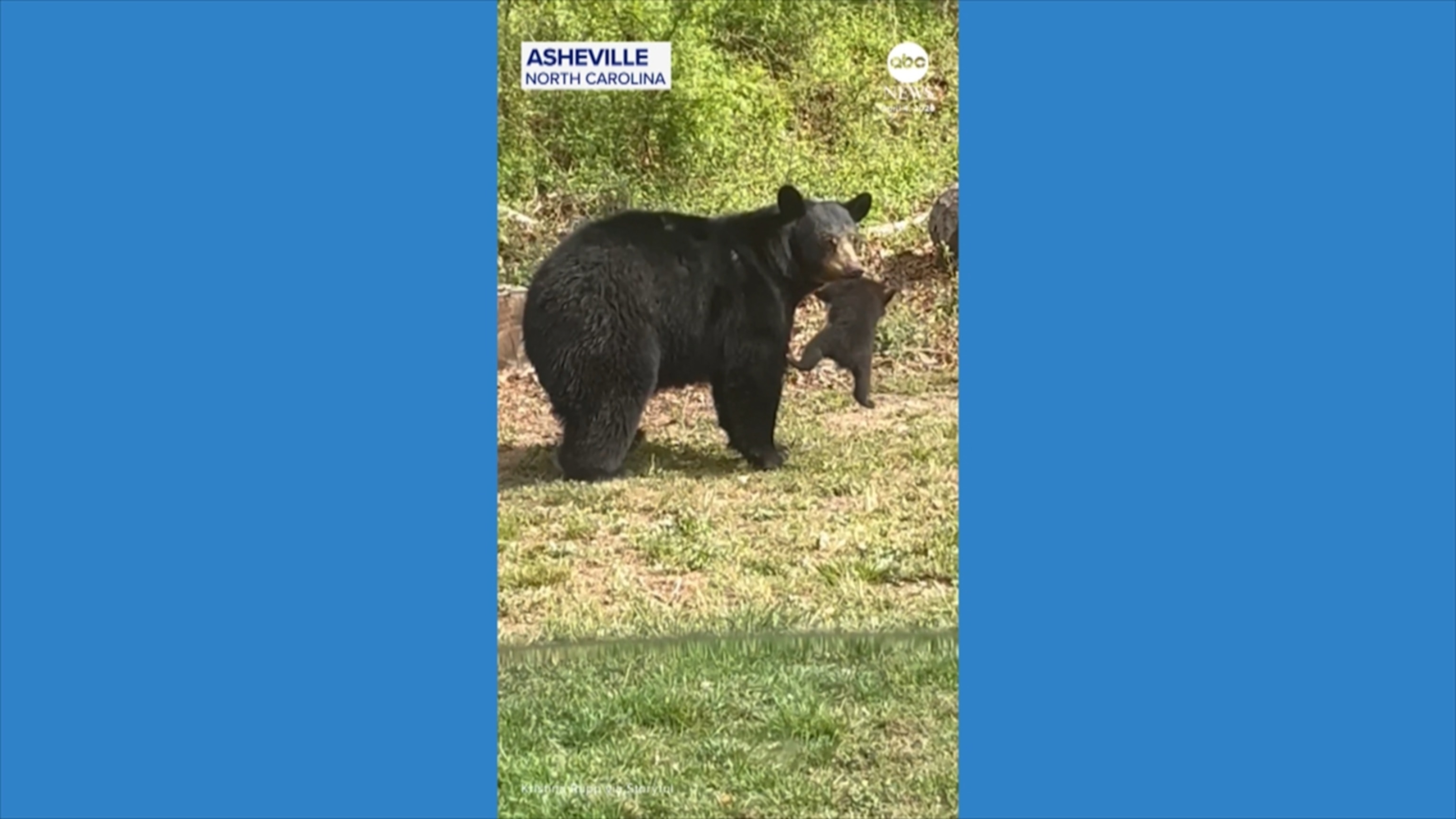 Mother bear has her paws full trying to wrangle cubs
