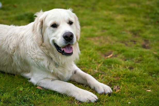 Dog wellness tips that every owner must know