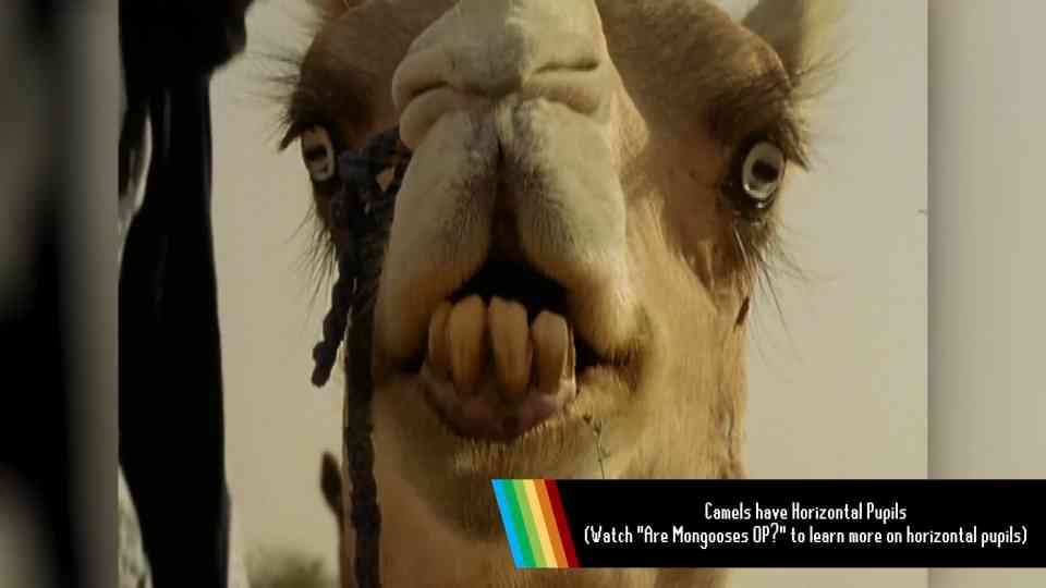 Watch what happens when a camel’s weird build starts making sense