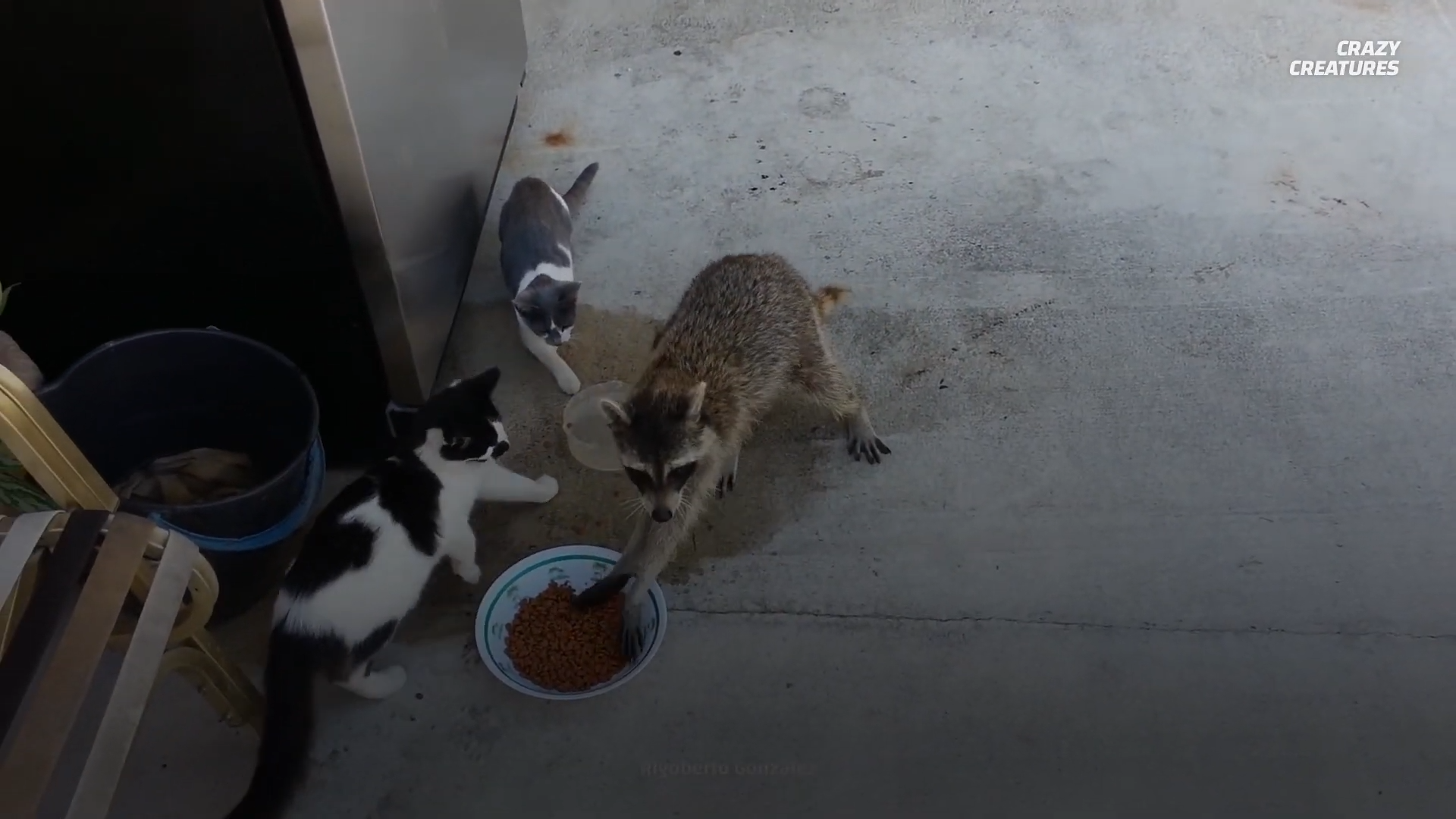 Watch what happens when raccoons turn urban garbage into a survival ...