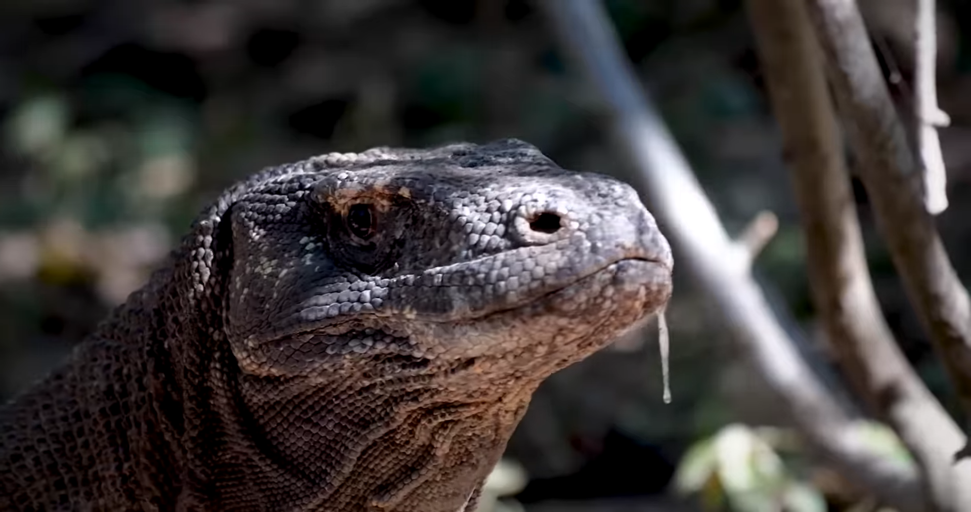 Watch what happens when a giant lizard uses venom and serrated teeth ...