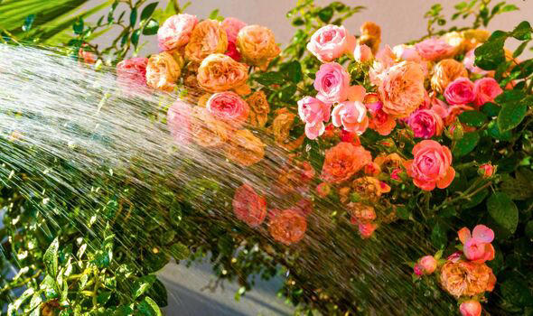 Gardeners urged to follow the 11am rule when caring for roses in spring