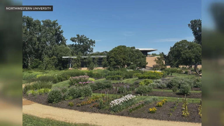 Northwestern University researchers find cultivated garden flowers can ...