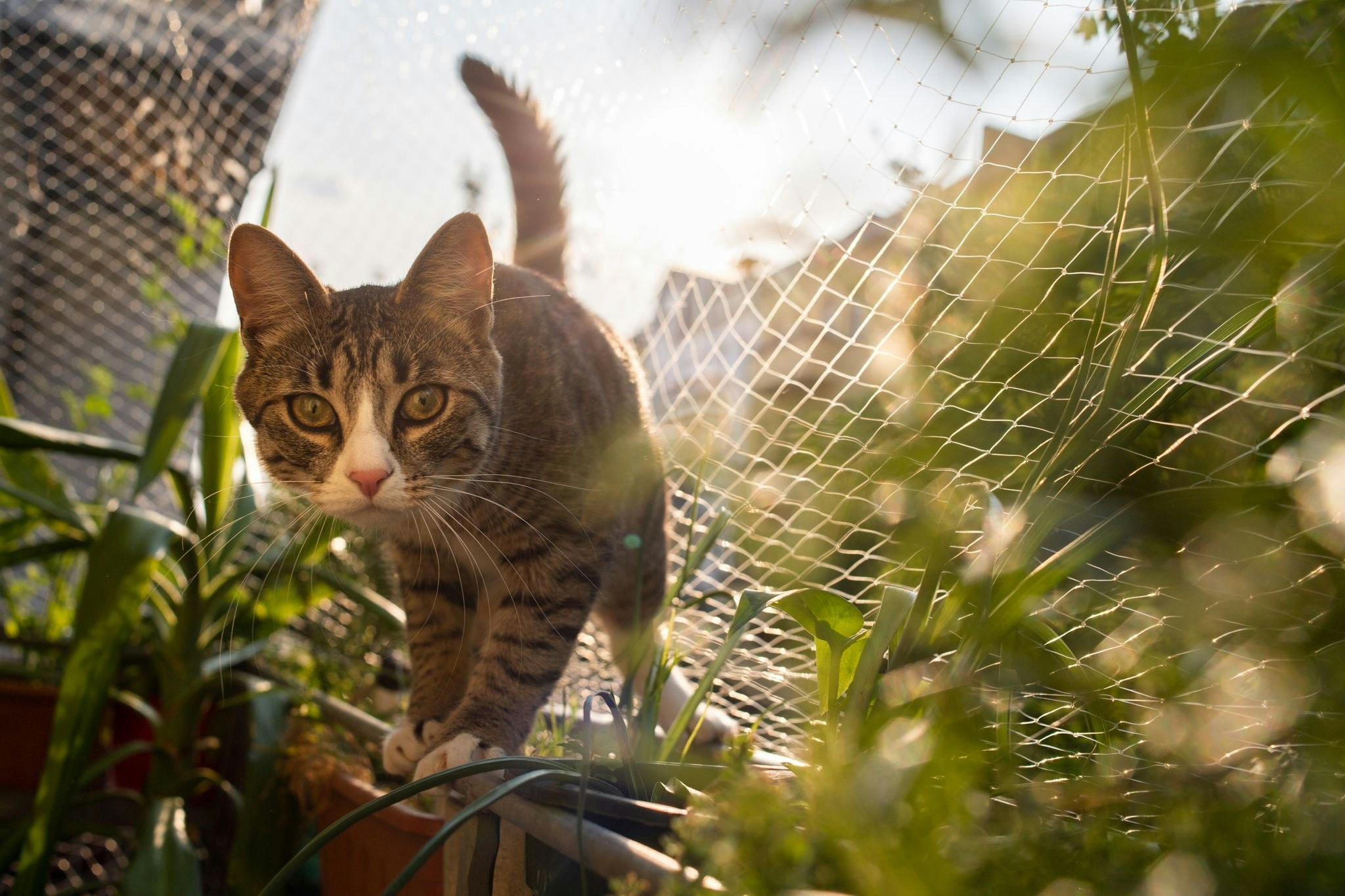 Gehoren Katzen Zu Kleintieren