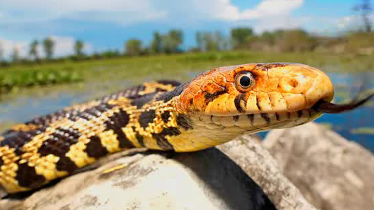 Discovering a rare island snake