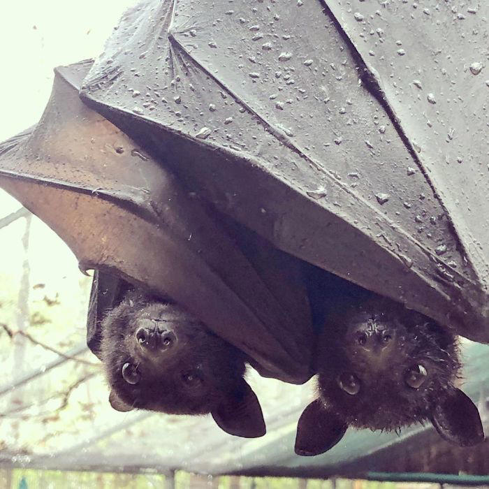 38 cute photos of bats that show how harmless they really are