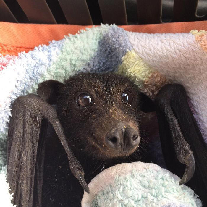 38 cute photos of bats that show how harmless they really are