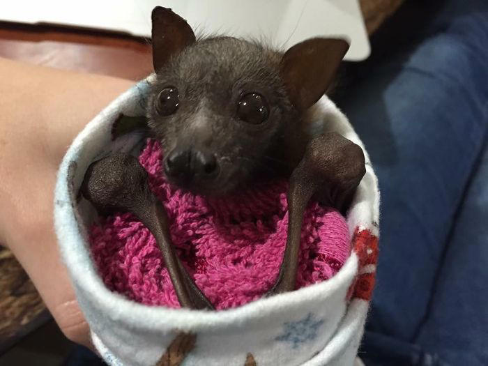 38 cute photos of bats that show how harmless they really are