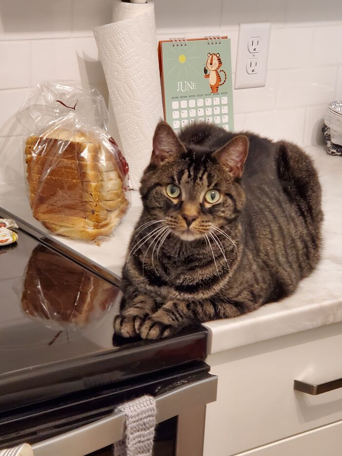 30 Adorable Photos Of Cat Dads And Their Furry Friends