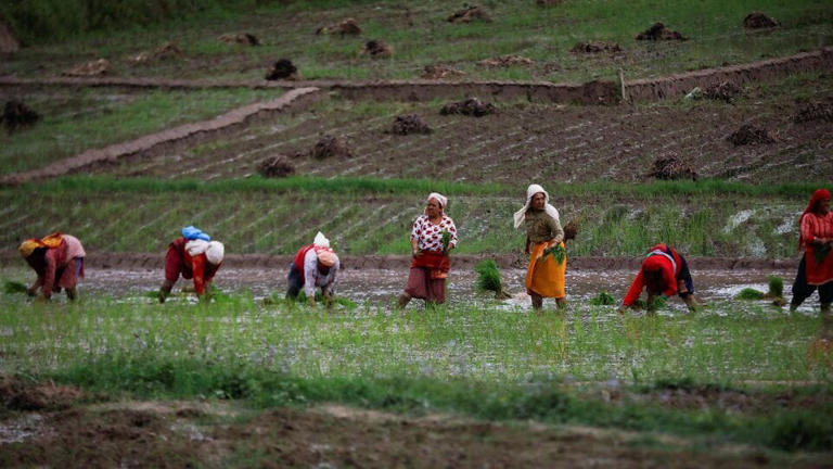 Summer crop acreage rises marginally; rice area declines