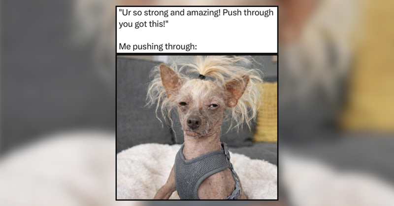25 destressing dog memes for overloaded pawrents