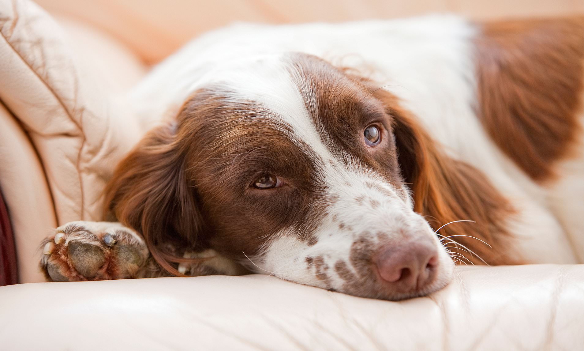 It really is a dog's life: Majority of Brits admit their pet has an ...