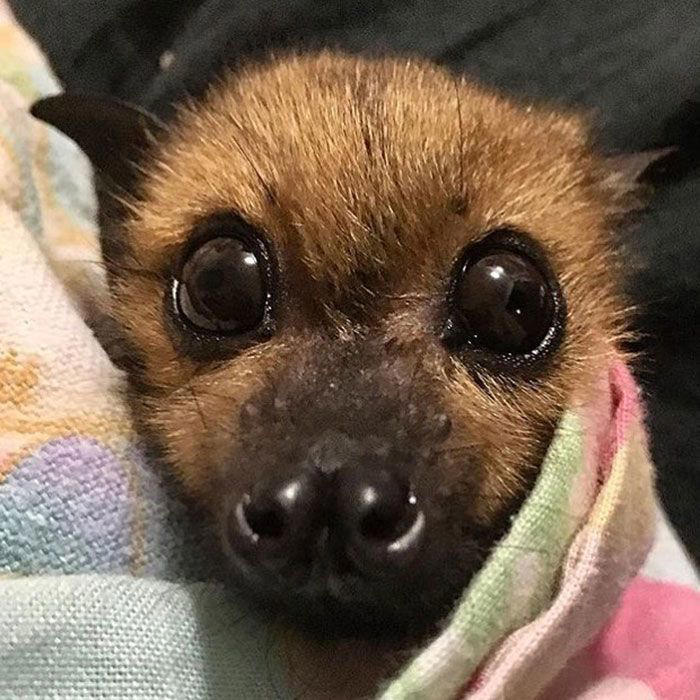 38 cute photos of bats that show how harmless they really are