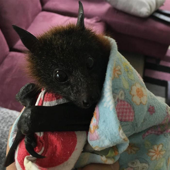 38 cute photos of bats that show how harmless they really are