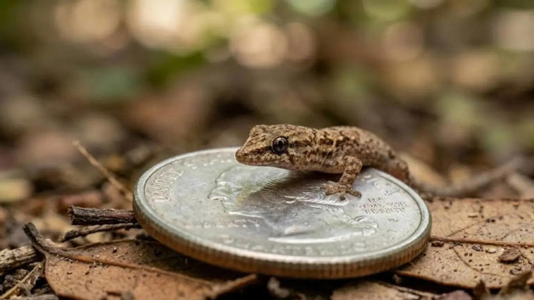 Jaragua dwarf gecko: World’s smallest lizard at just 16 millimetres ...