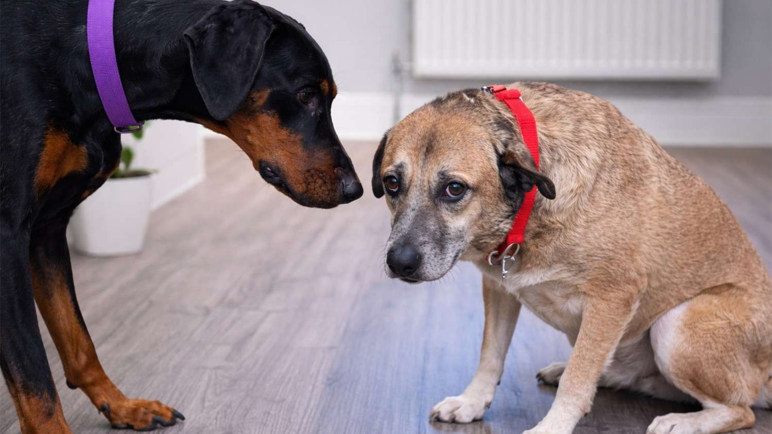My dog's gentle approach to a terrified abused rescue