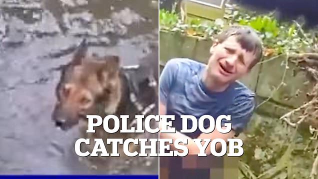 Hero police dog tracks down and catches prolific criminal