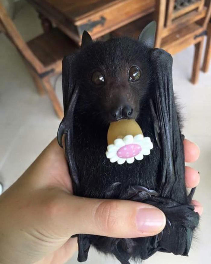 38 cute photos of bats that show how harmless they really are