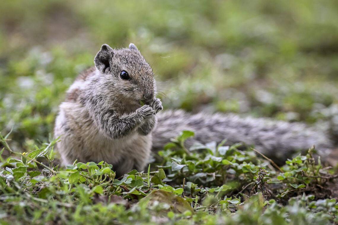 Austin wildlife rescue overwhelmed as baby animal season arrives early ...
