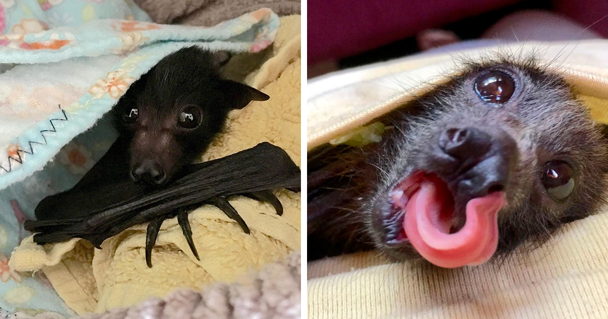 38 cute photos of bats that show how harmless they really are