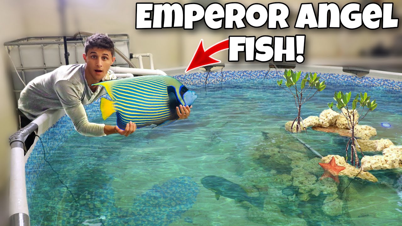 I got a rare angelfish for my pond!🐠