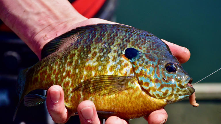 South Carolina's largest lake is a serene escape for fishing, boating ...