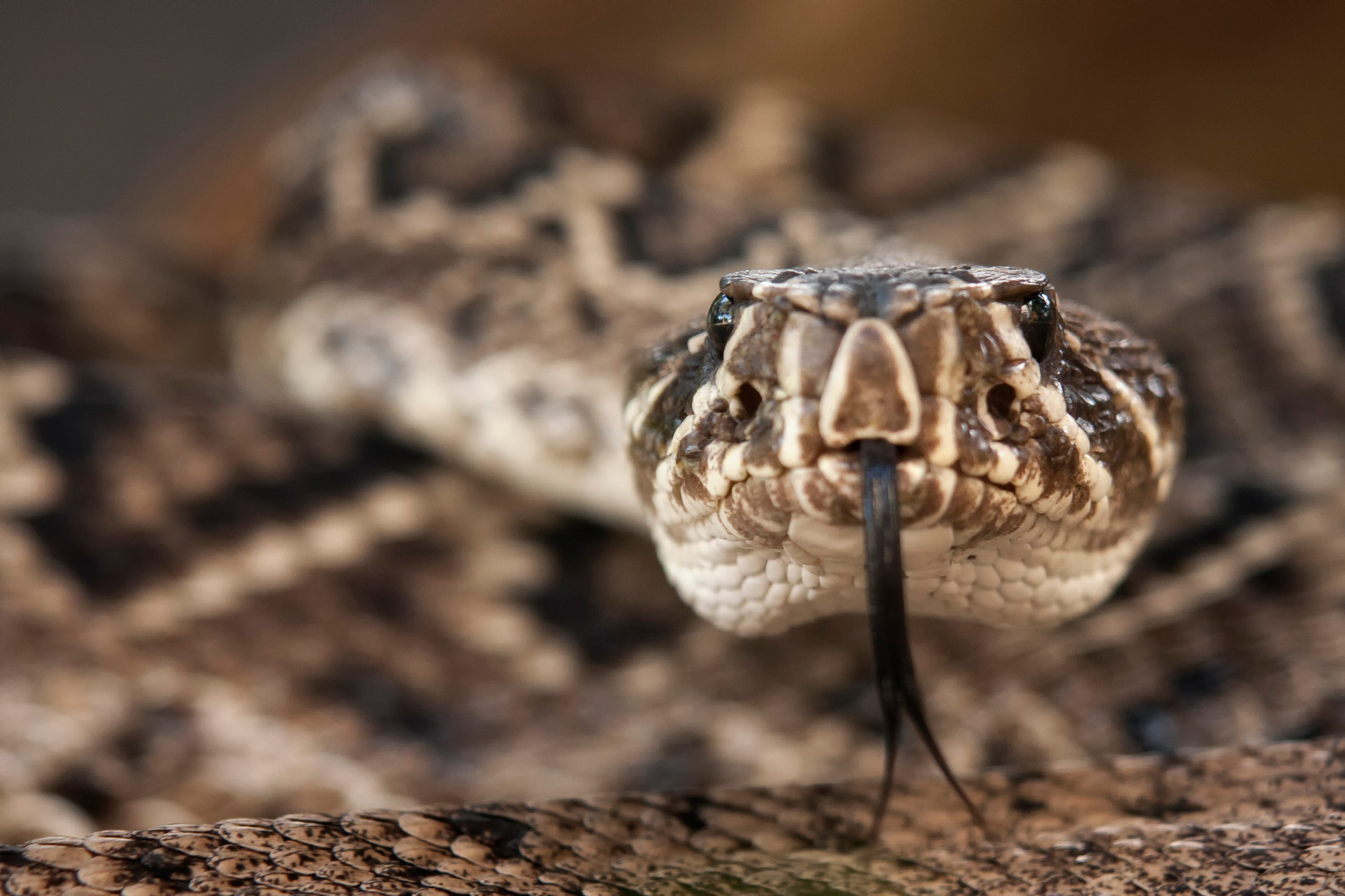 Alabama’s most rattlesnake‑filled area, according to World Atlas