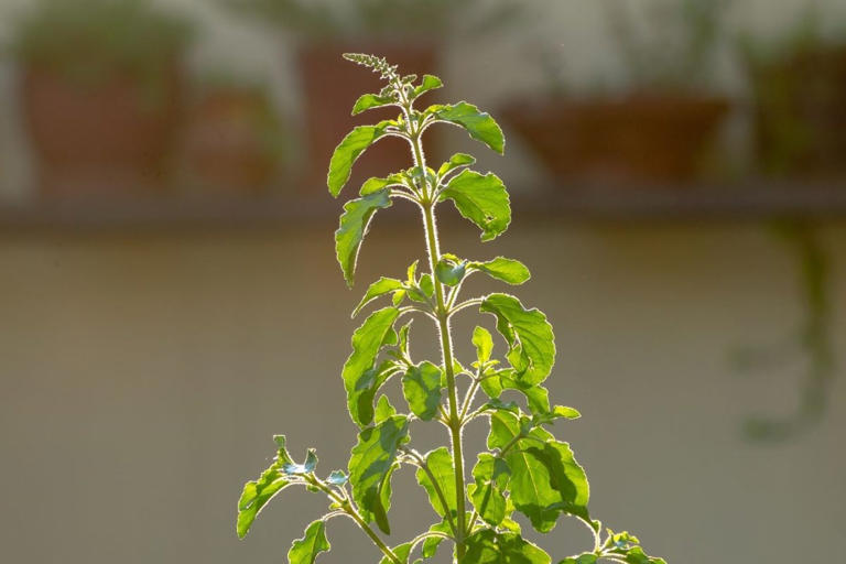 Is your tulsi plant drying? These signs could signal bigger problems